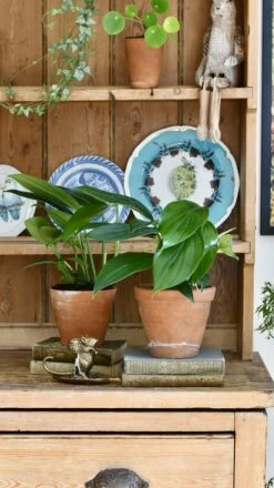 Epipremnum Pinnatum (Dragon Tail Plant) -Verdant Haven Sales Store 98bb8d 09af8eda41914fb3a693a043603b33bf mv2