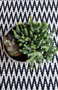 Peperomia Columella -Verdant Haven Sales Store 98bb8d 0a3ba54b29cf447c990395d8a78b1cd9 mv2