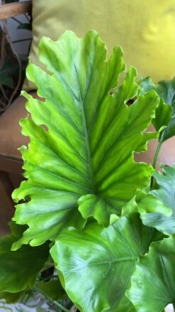 Philodendron Bipinnatifidum - Philodendron Hope -Verdant Haven Sales Store 98bb8d 0ab10c8f056545f9875314544c22a8d2f000