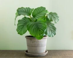 Calathea Orbifolia, Prayer Plant -Verdant Haven Sales Store 98bb8d 0bb6c8423e5f4e588bdf3299bacb0486 mv2