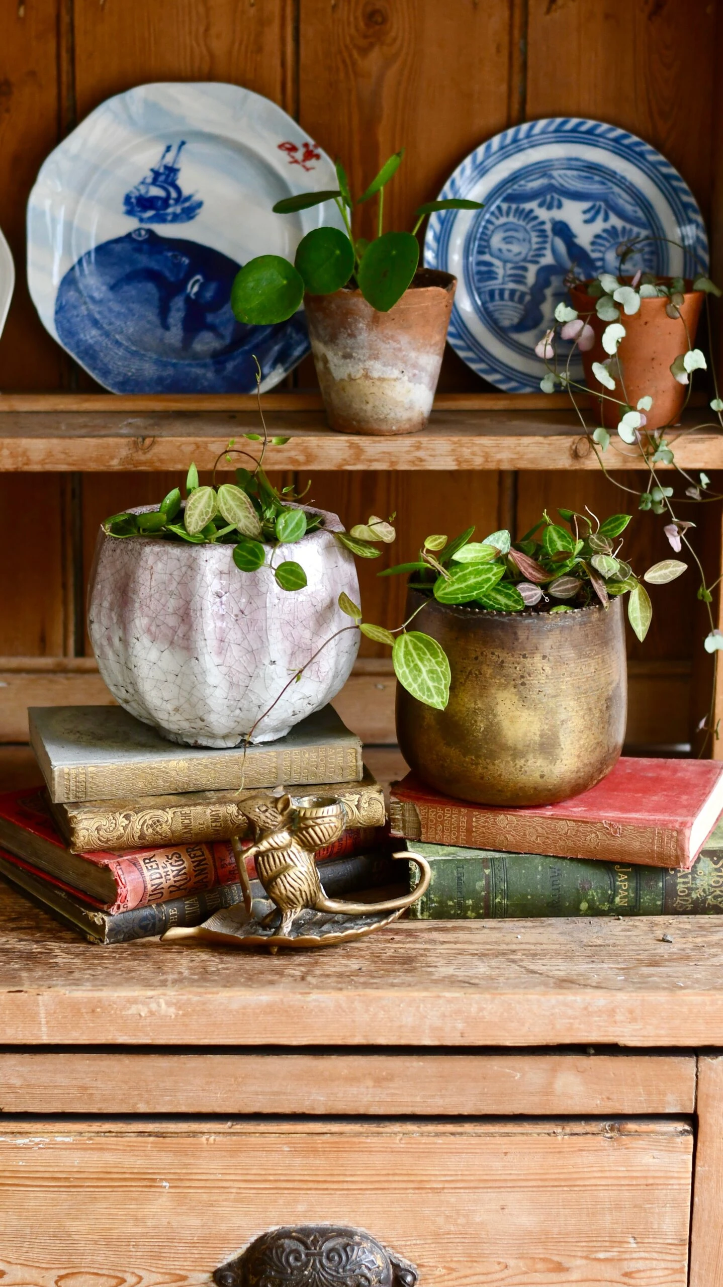 Dischidia Ovata (Watermelon Dischidia) 4 Dischidia Ovata (Watermelon Dischidia) - Image 4