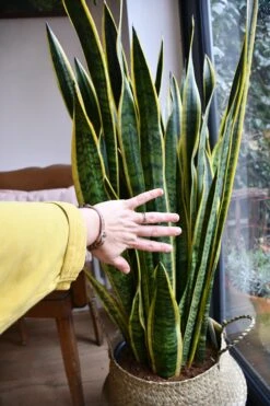 Sansevieria Laurentii | Snake Plant | Mother In Laws Tongue -Verdant Haven Sales Store 98bb8d 0e61c37ba94541398f6b75378b8de70d mv2