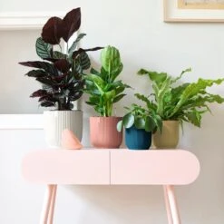 Vibes Fold Round 25cm -Verdant Haven Sales Store 98bb8d 0e7c9c32620e440b95d394456cf6786b mv2 1800x1800 d56fc1d8 8bec 4e06 82d3 2182bae1d5f6