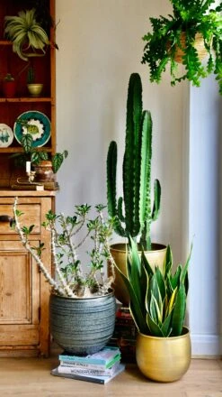 Tall Euphorbia Cactus 6 Tall Euphorbia Cactus -Verdant Haven Sales Store 98bb8d 0f051173feae4872b1ff01c4d40669ca mv2