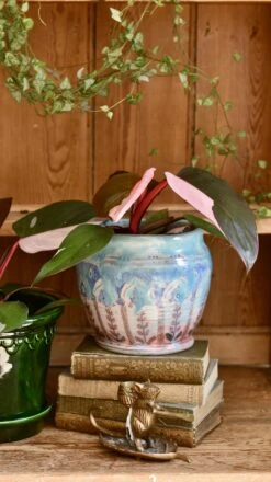 Pink Princess Philodendron 9cm Pot -Verdant Haven Sales Store 98bb8d 0f0b404968a14274bb76ce45ea0f23be mv2
