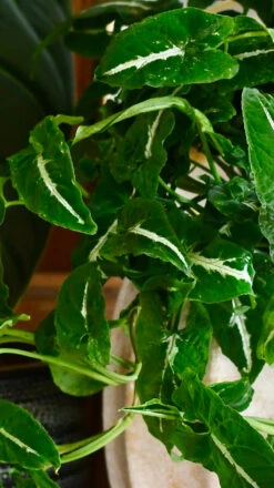 Large Syngonium Wendandii -Verdant Haven Sales Store 98bb8d 0f1c5f068de54975960e2838dab788db mv2