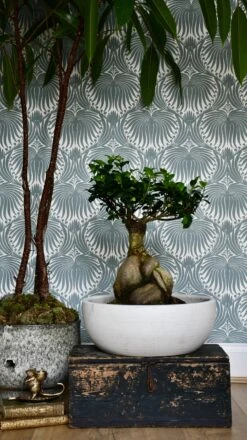 XL Ficus Retusa Or 'Ginseng'Bonsai Tree