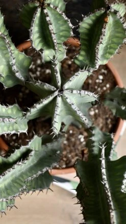 Euphorbia Cooperi -Verdant Haven Sales Store 98bb8d 102cf7e05aad4ad1baf65b90f8278890 mv2