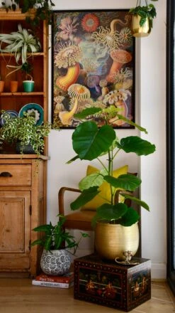 Ficus Umbellata -Verdant Haven Sales Store 98bb8d 1086acdda0d74daa8d263e2af16d8b3c mv2