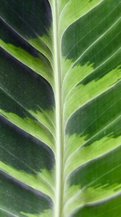 XL Calathea Warscewiczii -Verdant Haven Sales Store 98bb8d 11344d4eb90a4d308d6ed5dd5eec4184 mv2