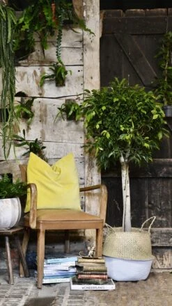 Ficus Benjamina (weeping Fig, Benjamin Fig Or Ficus Tree) -Verdant Haven Sales Store 98bb8d 11762d674ceb45ac942b1eed7d21eb24 mv2