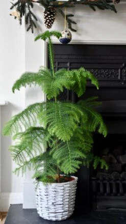 Araucaria Heterophylla (Norfolk Island Pine) -Verdant Haven Sales Store 98bb8d 11832beedfdd4c0aa0500f13633adf3d mv2
