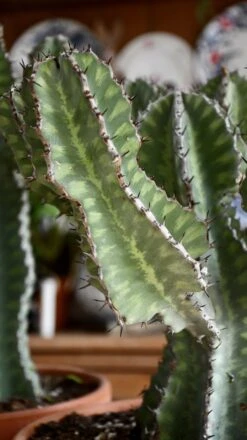 Euphorbia Cooperi -Verdant Haven Sales Store 98bb8d 11f057287053444186971fca0186a7a3 mv2