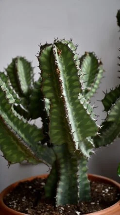 Euphorbia Cooperi -Verdant Haven Sales Store 98bb8d 12c30e608d854f479f1115ed5ffa7483 mv2