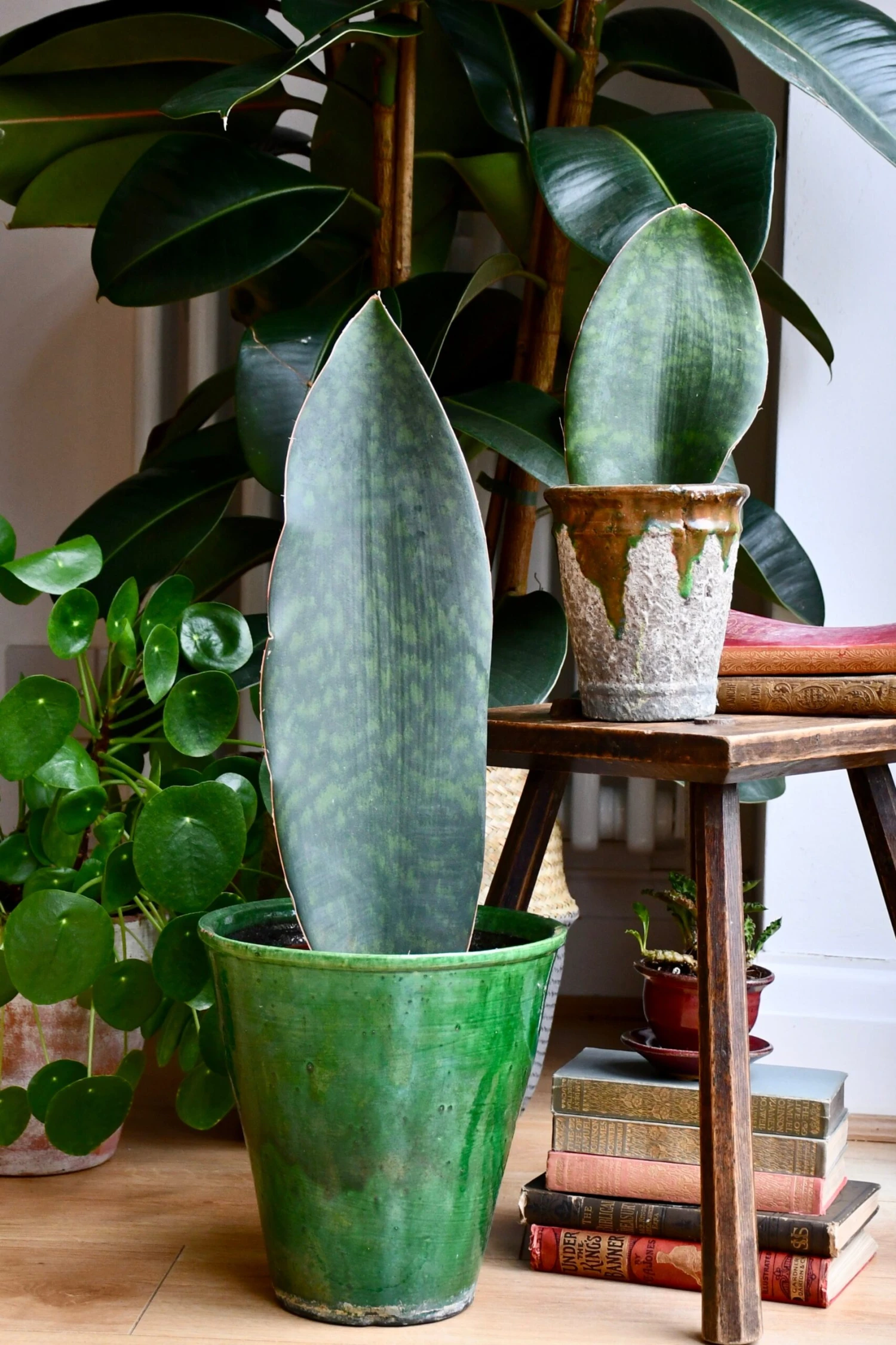 Sansevieria Victoria, Snake Plant 2 Sansevieria Victoria, Snake Plant - Image 2