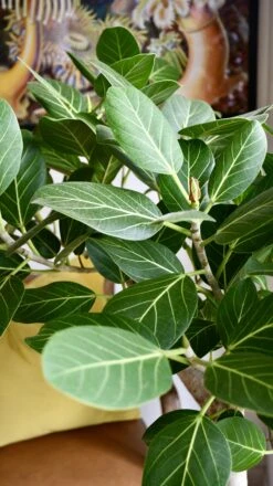 Ficus Benghalensis Audrey (Bengal Fig) -Verdant Haven Sales Store 98bb8d 14a3c44bacb94a358d5155f09fd1c6c4 mv2