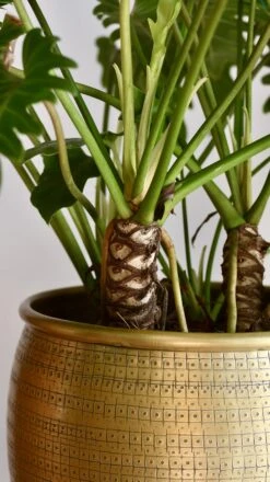 Philodendron Xanadu 'Bonsai' -Verdant Haven Sales Store 98bb8d 14d12bb851eb46cebc05cf577fb9df8b mv2