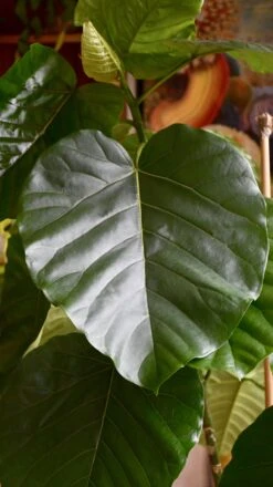 Ficus Umbellata (Extra Large Tree Form) 10 Ficus Umbellata (Extra Large Tree Form) -Verdant Haven Sales Store 98bb8d 152598a382bc4443aceed69bd5fa8d4c mv2