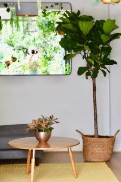 Extra Large Fiddle Leaf Fig Tree (Ficus Lyrata Tree, Lollipop Shaped Tree) -Verdant Haven Sales Store 98bb8d 1567a896934e480ea888f4341082caab mv2 d 2730 4096 s 4 2