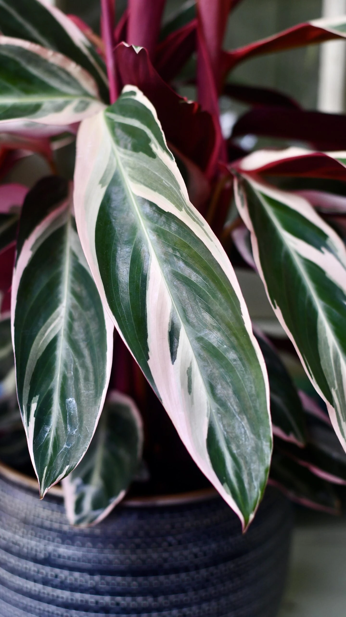 Calathea Stromanthe Triostar & Tembesi Pot 2 Calathea Stromanthe Triostar & Tembesi Pot - Image 2