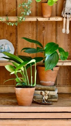 Epipremnum Pinnatum (Dragon Tail Plant) -Verdant Haven Sales Store 98bb8d 15b7f2d31fb5491591de0c20a1eb6399 mv2