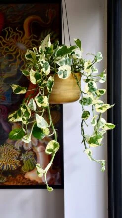 Epipremnum Njoy -Verdant Haven Sales Store 98bb8d 15d3768aedd34d178cdad34cbcaf8a2d mv2