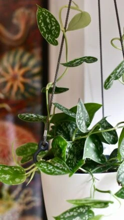 Scindapsus Pictus & Hanging Basket -Verdant Haven Sales Store 98bb8d 15e2ad0bde324c2388760d83d7143816 mv2