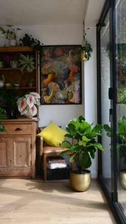 Fiddle Leaf Fig Tree | Ficus Lyrata 100cm 6 Fiddle Leaf Fig Tree | Ficus Lyrata 100cm -Verdant Haven Sales Store 98bb8d 162403cddf9a4958acb59f65659f0510 mv2