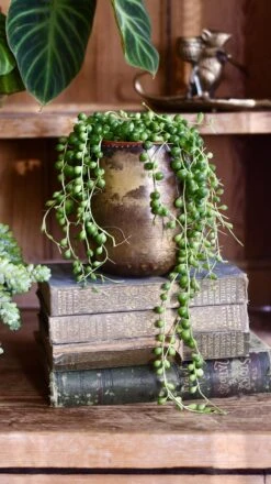 Senecio Rowleyanus - String Of Pearls -Verdant Haven Sales Store 98bb8d 16f7d40eaf0b4a0b86b824d685ff2520 mv2