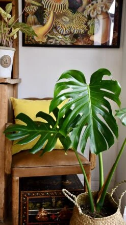 Medium Monstera Deliciosa (Elegant Stem Form) -Verdant Haven Sales Store 98bb8d 1744d039fe62487c86fe2f8af4abe194 mv2