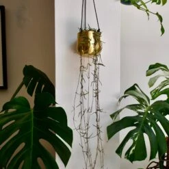 Atsu Brass Hanging Planter 10cm Wide -Verdant Haven Sales Store 98bb8d 184c21560e3d486e92ad389241a2c522 mv2 8cbe6719 116c 4ee5 b568 a02bc511db94