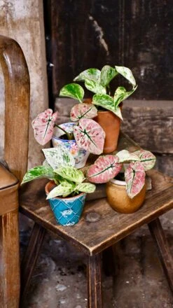 Baby Scindapsus Epipremnum Marble Queen -Verdant Haven Sales Store 98bb8d 1856d546c4ac4b8fa16e3b25caecff75 mv2