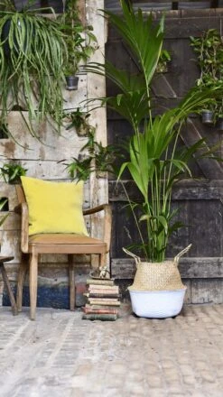 Kentia Palm (Howea Forsterian) -Verdant Haven Sales Store 98bb8d 18a4940dc07e4d268370864d3ad6cec0 mv2