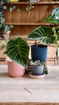 Philodendron Verrucosum 9 Philodendron Verrucosum -Verdant Haven Sales Store 98bb8d 18b91a3342014a0fad7970235e219d89 mv2