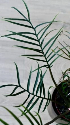 Philodendron Tortum *Rare* -Verdant Haven Sales Store 98bb8d 1a52d55ab1984df5ab0d63f52432a578 mv2