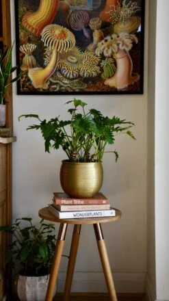 Philodendron Xanadu 'Bonsai' -Verdant Haven Sales Store 98bb8d 1a6e1968168b4bc4ae79bbe5163c450a mv2