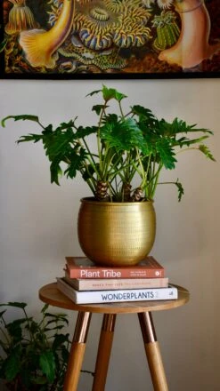 Philodendron Xanadu 'Bonsai'