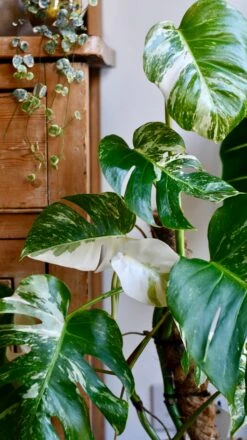 Variegated Monstera Deliciosa - Large -Verdant Haven Sales Store 98bb8d 1aaf4dd0380648d1aa007d0d9cb001bf mv2
