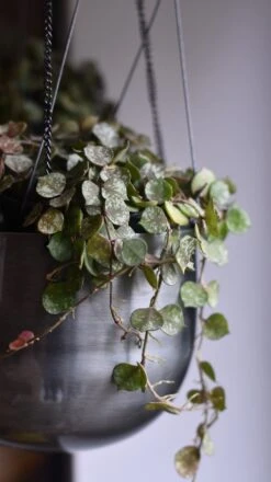 Hoya Curtisii, Wax Flower, Porcelain Flower -Verdant Haven Sales Store 98bb8d 1b0a692c3ca64ec69774d79da694495d mv2