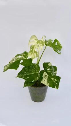 Variegated Monstera - Lots Of White Variegation 12cm X 40cm 11 Variegated Monstera - Lots Of White Variegation 12cm X 40cm -Verdant Haven Sales Store 98bb8d 1b526c38d7ad4475b31e49fad25db247 mv2