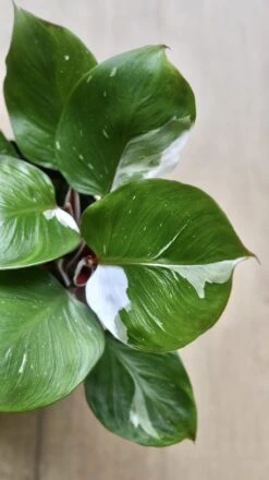 Philodendron White Knight 20 Philodendron White Knight -Verdant Haven Sales Store 98bb8d 1b55c2b52c8d4a299fec46c8ee1a29b9 mv2