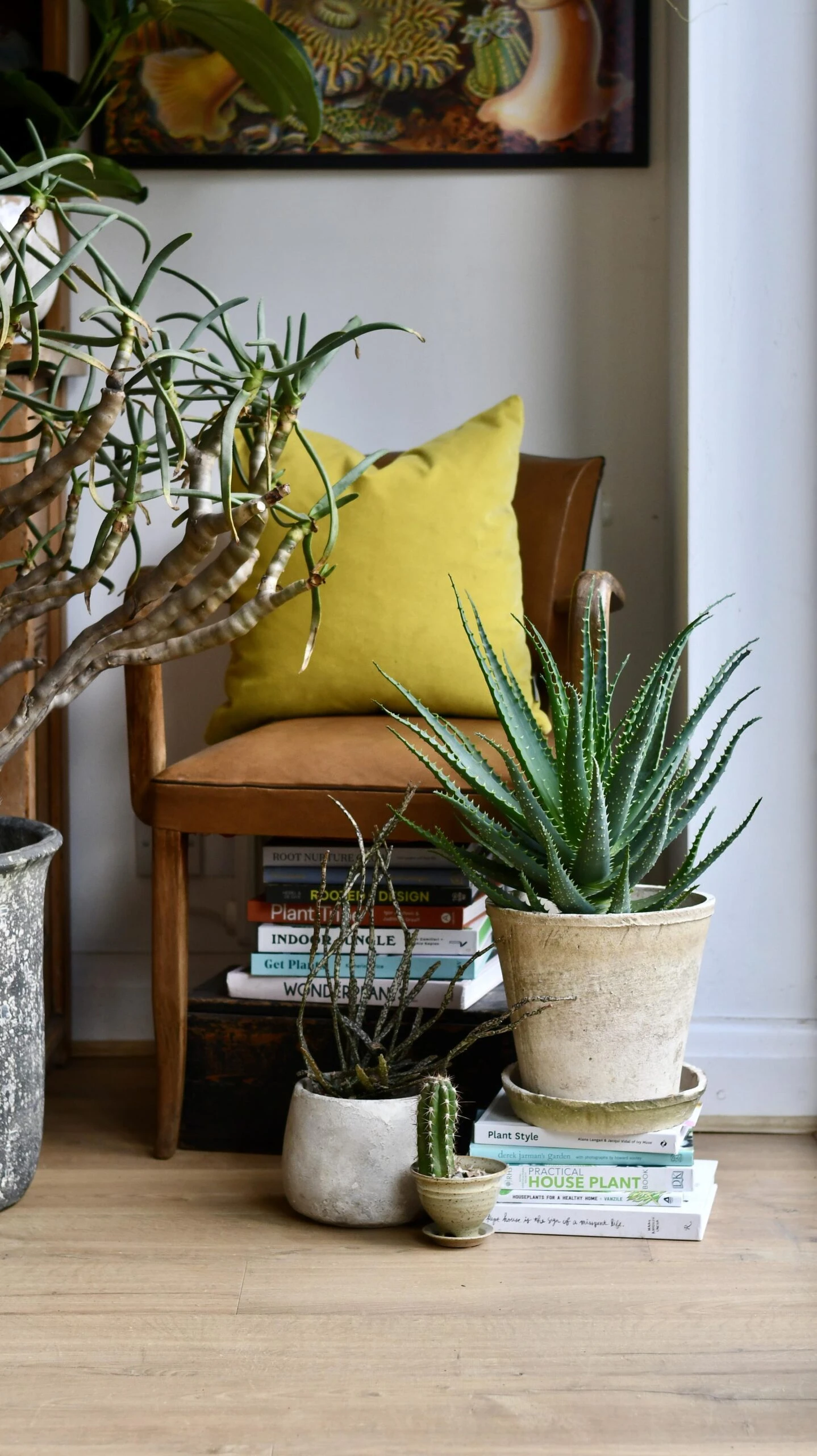 Aloe Arborescens 1 Aloe Arborescens
