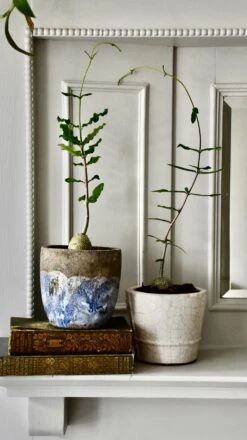 Baby Fockea Edulis -Verdant Haven Sales Store 98bb8d 1b7a3f32d5c64085af790bf0c36a0ac2 mv2