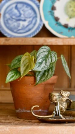 Philodendron Brandtianum -Verdant Haven Sales Store 98bb8d 1b8ba27f86b347cab38b6e7fd9bee445 mv2