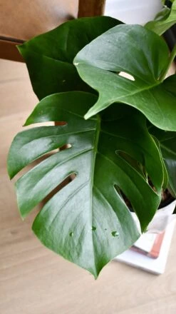 Monstera Deliciosa (Swiss Cheese Plant) -Verdant Haven Sales Store 98bb8d 1c75e823cf7046879ead04668c7cb210 mv2