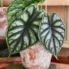 Alocasia Dragon Scale