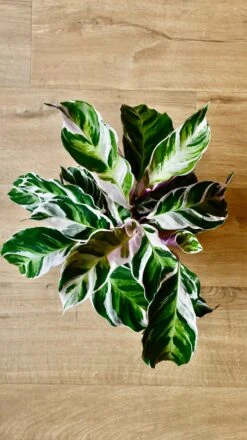 Calathea White Fusion -Verdant Haven Sales Store 98bb8d 1da51aabe0b945feaac550be64c3a88a mv2