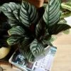 Calathea Sanderiana - Pinstripe - Prayer Plant