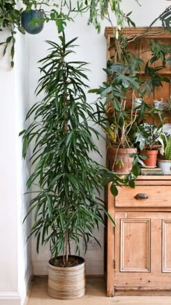 Tall Ficus Maclellandii Alii Or Large Amstel King