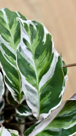 Calathea White Fusion -Verdant Haven Sales Store 98bb8d 1fcf4f0fb68e4741b0c38515650114f7 mv2